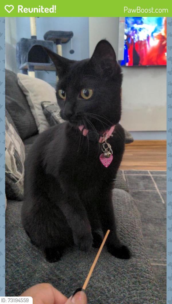 Reunited Female Cat last seen Micheal Dr, Middlebrook Boulevard, Holland Rd, Brook Park, OH 44142