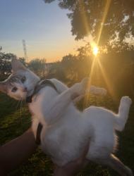 Lost Female Cat last seen Bradshaw, Elk Grove, CA 95624
