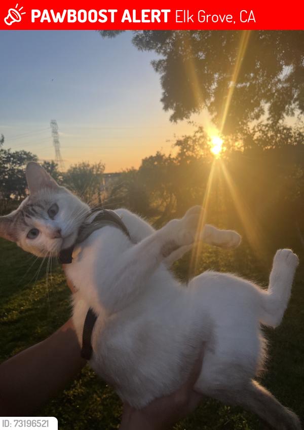 Lost Female Cat last seen Bradshaw, Elk Grove, CA 95624