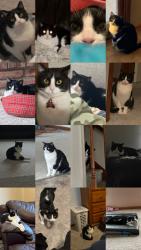 Reunited Female Cat last seen Potomac Court, Medina, OH 44256