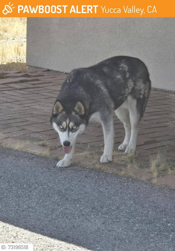 Found/Stray Female Dog last seen San Vicente Drive and Hidden Gold., Yucca Valley, CA 92284