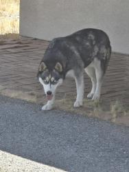 Found/Stray Female Dog last seen San Vicente Drive and Hidden Gold., Yucca Valley, CA 92284
