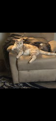 Lost Male Cat last seen Floyd and downing mushroom park, Englewood, CO 80113