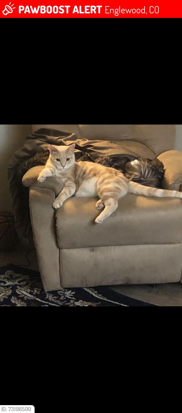 Lost Male Cat last seen Floyd and downing mushroom park, Englewood, CO 80113