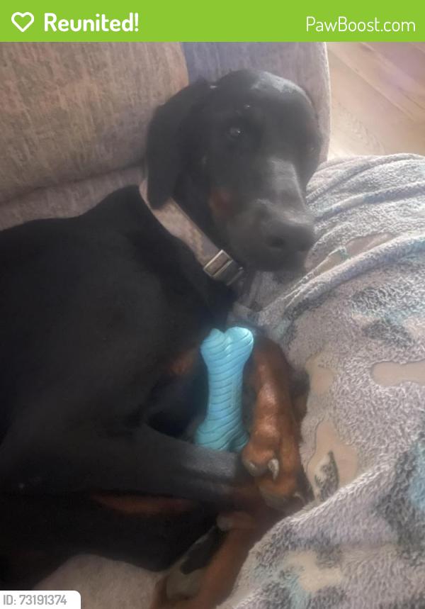 Reunited Female Dog last seen Kimmel road and Main Street in Centerton AR, Centerton, AR 72719