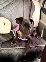 Found/Stray Female Dog last seen Camden Rd and hope mills rd, Fayetteville, NC 28306