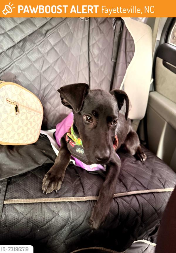 Found/Stray Female Dog last seen Camden Rd and hope mills rd, Fayetteville, NC 28306
