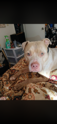 Reunited Male Dog last seen Lexington Ave, El Cajon, CA 92020