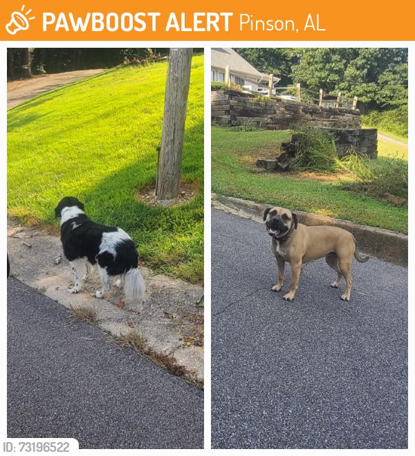 Found/Stray Unknown Dog last seen Briarwood Dr., Pinson Alabama, Pinson, AL 35126
