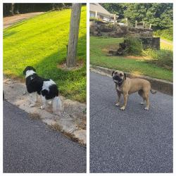 Found/Stray Unknown Dog last seen Briarwood Dr., Pinson Alabama, Pinson, AL 35126
