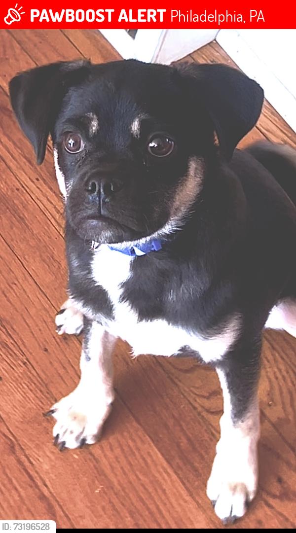 Lost Male Dog last seen benner street and bustleton ave, Philadelphia, PA 19115