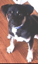 Lost Male Dog last seen benner street and bustleton ave, Philadelphia, PA 19115