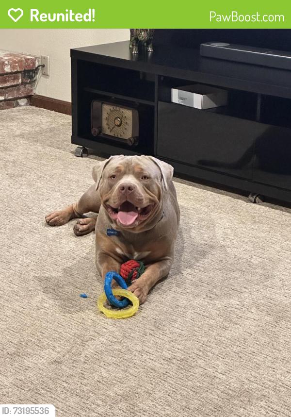 Reunited Male Dog last seen El Centro Rd. & Arena Blvd, Sacramento, CA 95834