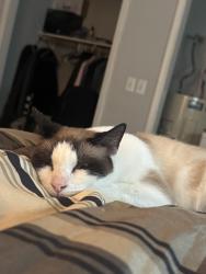 Lost Male Cat last seen Dews pond area, Calhoun, GA 30701