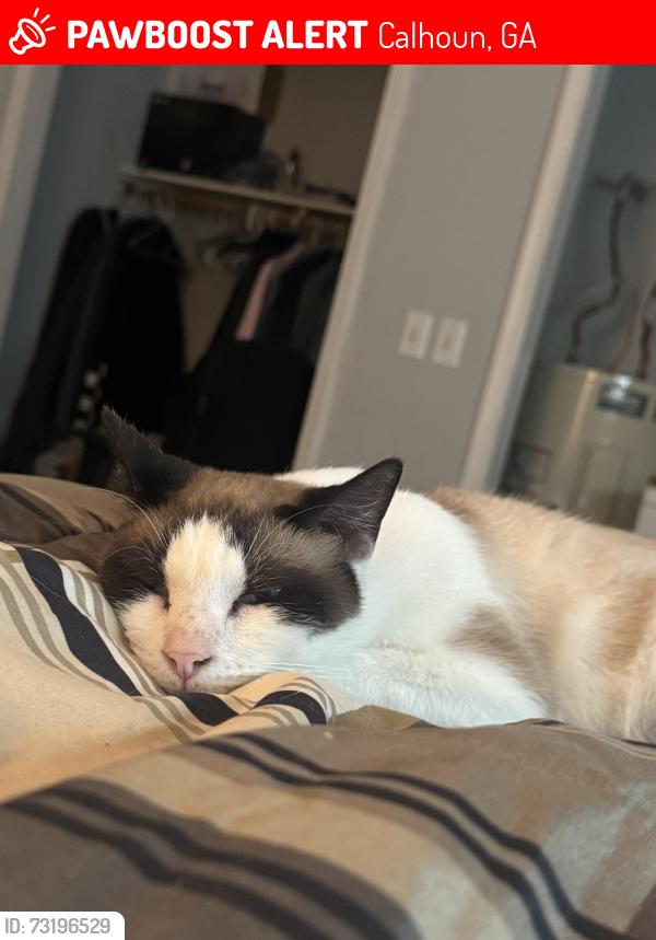 Lost Male Cat last seen Dews pond area, Calhoun, GA 30701