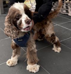 Reunited Male Dog last seen Juanita drive and NE 116th place, Kirkland, WA 98034