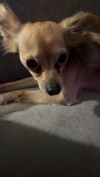 Reunited Female Dog last seen Wilder Ave & St Ouen St, The Bronx, NY 10466