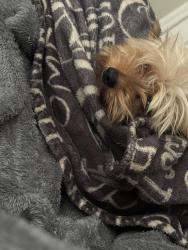 Reunited Male Dog last seen Rock Springs Rodge, Apopka, FL 32712