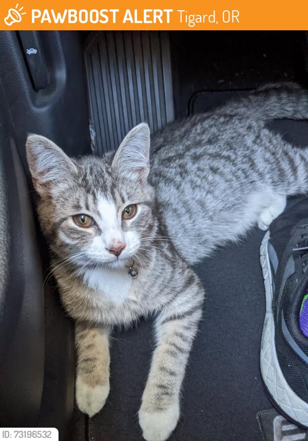 Found/Stray Female Cat last seen Target parking lot Wash Square, Tigard, OR 97223