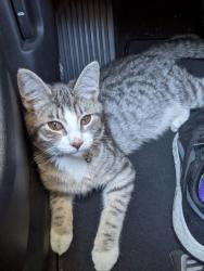 Found/Stray Female Cat last seen Target parking lot Wash Square, Tigard, OR 97223