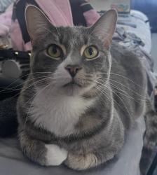 Reunited Male Cat last seen McConkey Dr. & Delaware Rd., Tonawanda Town, NY 14223