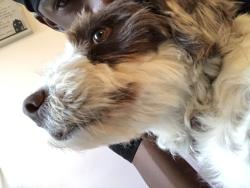 Lost Female Dog last seen Near north dale parl, Raunds, England NN9 6GX