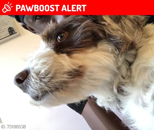 Lost Female Dog last seen Near north dale parl, Raunds, England NN9 6GX