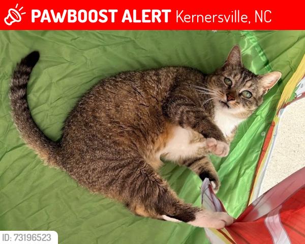 Lost Male Cat last seen Knight Road Road, Kernersville, NC 27284