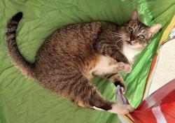 Lost Male Cat last seen Knight Road Road, Kernersville, NC 27284