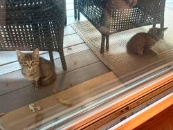 Found/Stray Unknown Cat last seen Ridout St S and Commissioners Rd, London, ON 