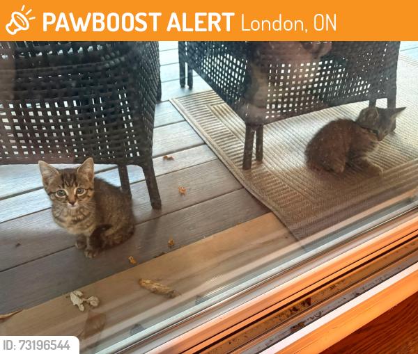 Found/Stray Unknown Cat last seen Ridout St S and Commissioners Rd, London, ON 