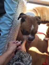 Found/Stray Unknown Dog last seen SWAN and toucan, Moreno Valley, CA 92557