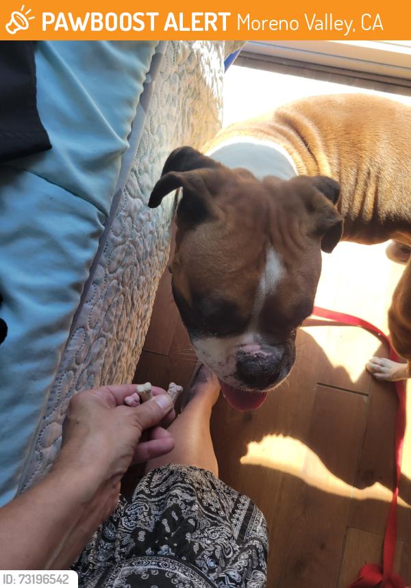 Found/Stray Unknown Dog last seen SWAN and toucan, Moreno Valley, CA 92557