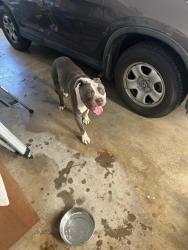 Reunited Male Dog last seen McAllister & La Loma, Riverside, CA 92503
