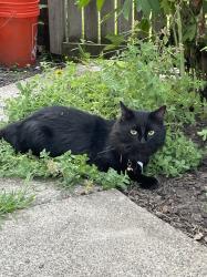 Found/Stray Male Cat last seen 35th and Oakland, Minneapolis, MN 55407