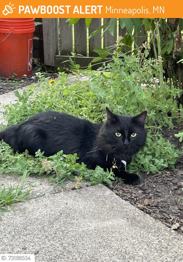 Found/Stray Male Cat last seen 35th and Oakland, Minneapolis, MN 55407