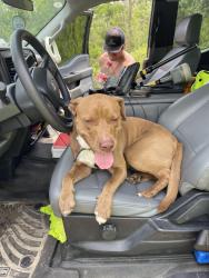 Reunited Male Dog last seen Near, Fountain, FL 32438