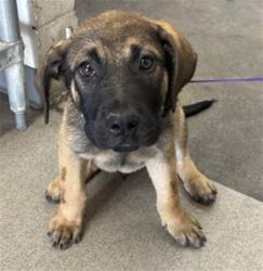 Shelter Stray Male Dog last seen PALMETTO AND VALLEY, 333 Chandler Pl, San Bernardino, CA 92408, USA