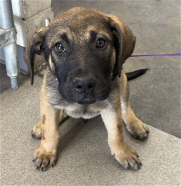 Shelter Stray Male Dog last seen PALMETTO AND VALLEY, 333 Chandler Pl, San Bernardino, CA 92408, USA