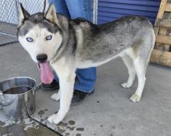 Shelter Stray Male Dog last seen Near BLOCK MACKENZIE CT, BAKERSFIELD CA 93306, 3951 Fruitvale Ave, Bakersfield, CA 93308, USA