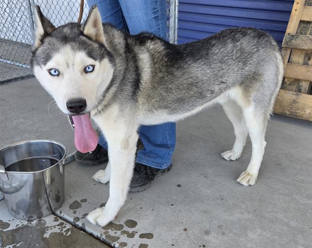 Shelter Stray Male Dog last seen Near BLOCK MACKENZIE CT, BAKERSFIELD CA 93306, 3951 Fruitvale Ave, Bakersfield, CA 93308, USA