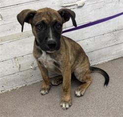 Shelter Stray Female Dog last seen PALMETTO AND VALLEY, 333 Chandler Pl, San Bernardino, CA 92408, USA