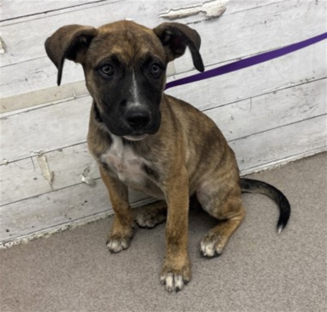 Shelter Stray Female Dog last seen PALMETTO AND VALLEY, 333 Chandler Pl, San Bernardino, CA 92408, USA
