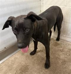 Shelter Stray Female Dog last seen WATERMAND AND 9TH, 333 Chandler Pl, San Bernardino, CA 92408, USA