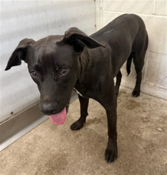 Shelter Stray Female Dog last seen WATERMAND AND 9TH, 333 Chandler Pl, San Bernardino, CA 92408, USA