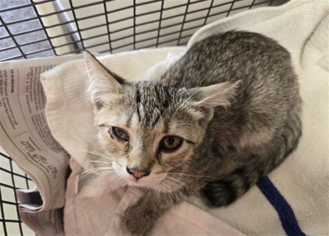Shelter Stray Female Cat last seen W 30TH ST & N ARROWHEAD AVE, SAN BERNARDINO, CA, 92405, USA, 333 Chandler Pl, San Bernardino, CA 92408, USA