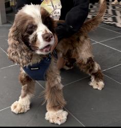 Reunited Male Dog last seen NE 116th St, Kirkland, WA 98034