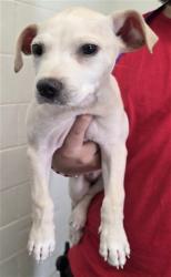 Shelter Stray Male Dog last seen MOUNTAIN VIEW AVE AND 49TH ST, 333 Chandler Pl, San Bernardino, CA 92408, USA