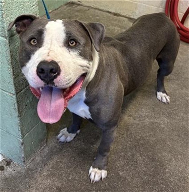 Shelter Stray Male Dog last seen NATOMAS PARK DR & CAPITAL PARK DR, 2127 Front St, Sacramento, CA 95818, USA