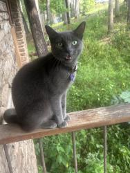 Reunited Female Cat last seen Lakeview Drive/F Street/Sky mountain loop, Rogers, AR 72756